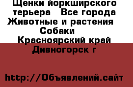 Щенки йоркширского терьера - Все города Животные и растения » Собаки   . Красноярский край,Дивногорск г.